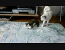 笑い転げる猫にどん引きする猫