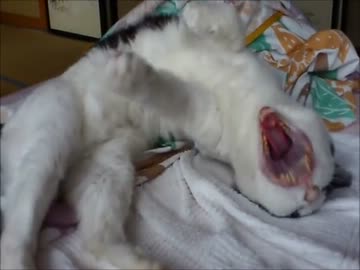 【魚釣り】お魚１００種　釣れるかな？【実況】 part 12