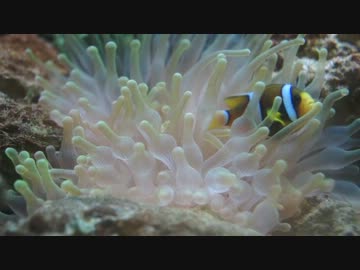 この共生がニート可愛い魚「クマノミ」