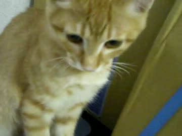 拾いねこ＠生後100日目part2　100日祝福感謝です～。