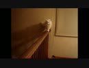 50.美人さん、ふりふりふりっっ...どーーーん！！The beauty shakes the hips.