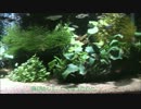 続・めだか水槽がいつの間にか普通の熱帯魚水槽に。