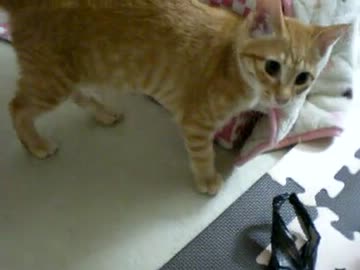 拾いねこ＠生後101日目　今日から新たな1日目、次は200日だー