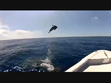 釣りを楽しんでいたら野生のイルカがショーを始めた