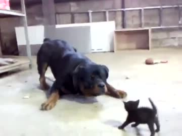 子猫と真剣に対峙する犬がカワイイ