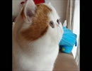 (こめまに)ハダシの未来を歌ってみた
