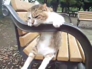 ベンチに腰を掛けてリラックスする猫