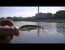 【ニコニコ鯉釣りダービー？】　2012年　秋　多摩川