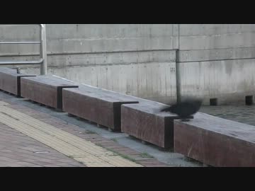 段差を↑↓するカラス