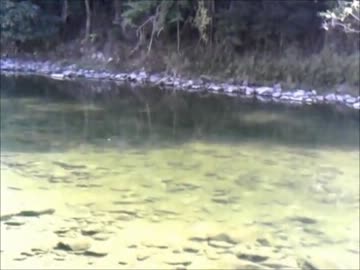 【ニコニコ鯉釣りダービー】バサーが鯉釣りやってみた！