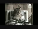 マッサージ椅子でまったりするネコ
