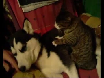 わんこをふにふにするにゃんこ