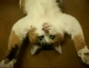 ひたすらリラックスしてるぬこ