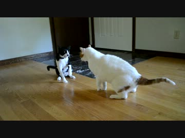 黒猫は必殺技を繰り出した！