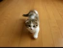 マンチカン　よちよち歩き♪