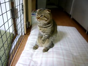 股間を押さえてモジモジするマンチカン