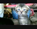 うちに住み着いた猫が子ども産みました