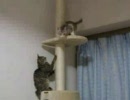 月見時雨みぞれニビ: 高いところから降ろさない猫