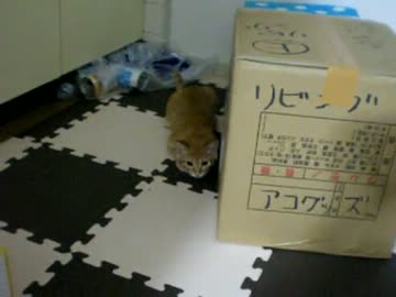 拾いねこ＠生後103日目　アコにょん突撃の構えっ