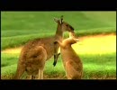 エアレース ワールドシリーズ2007 第10戦パース（オーストラリア） 1/4