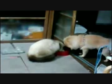 猫VS犬