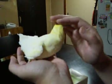 UP主の方がいいちこインコをなでなでしてみた