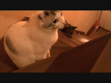 くるねこ大和　階段のおと胡たち