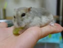 ジャンハム、あやめpart38　マスカットを早食いするハムハム