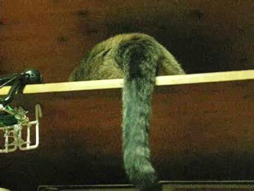 ジャンくんは今日も元気です