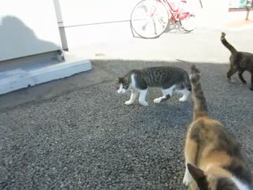 ビニール袋に期待してうろうろする野良猫たち