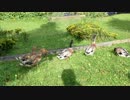 筑波宇宙センターのカモさん