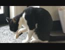 【猫の日常】顔を洗う猫とカメラが気になっちゃう猫