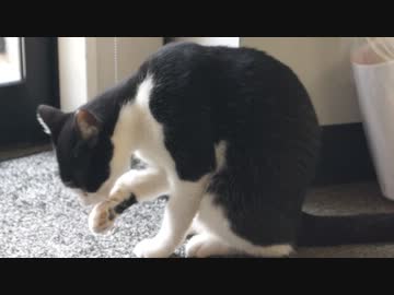 【猫の日常】顔を洗う猫とカメラが気になっちゃう猫
