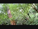 旅に出たのです。その七