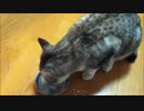 ミルクを飲むうちのぬこ
