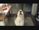 Old English Sheepdog howling 「オールドイングリッシュシープドッグ」