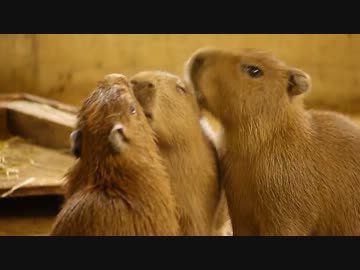 元気いっぱい 阿蘇ファームランドの3頭のカピバラの赤ちゃん