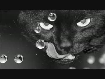 ラスボス×乱舞×エレクトロ×黒猫