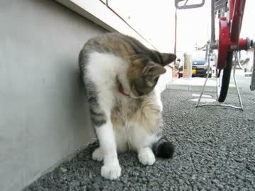 毛づくろいする野良猫