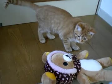 拾いねこ＠生後106日目　アコにょんぐっずが増えますた