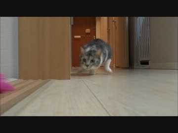 抜き足さし足忍び足、トリャ