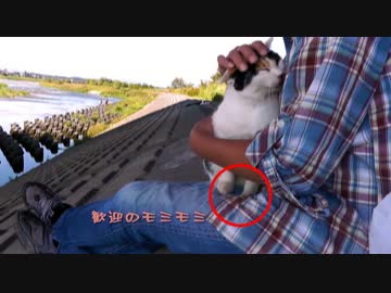 「猫缶を持ってハナに会いに行こう！」【魚くれくれ野良猫シリーズ】