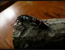 我が家の外国産クワガタたちの戦いその２