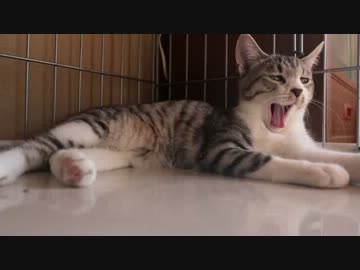 詳細については、毛玉奴隷省のホームもふもふをご覧ください。