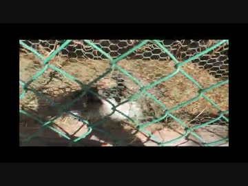 ウサギが代わる代わる押し込んだり押しのけたりする動画