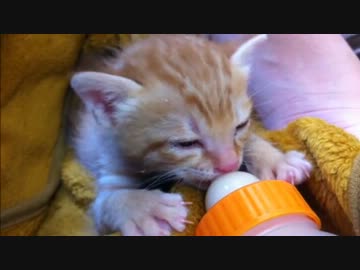 ミルクおいしい