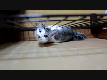 ぬこ部屋より愛を込めて。