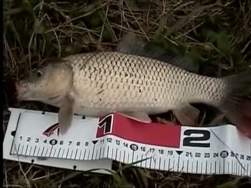 【ニコニコ鯉釣りダービー】本日釣れた、こいくんをご紹介ｗ