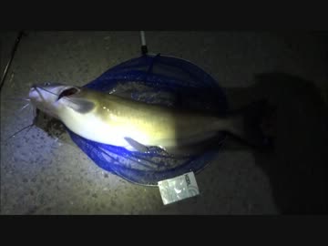 アウトドアをやろう！　「ナマズ釣って食べるぞ！」　前編