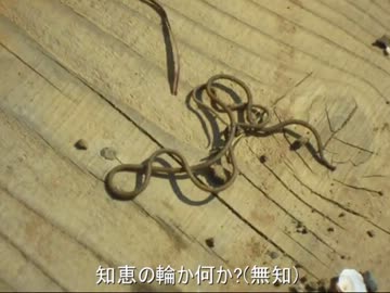 ハリガネムシくん